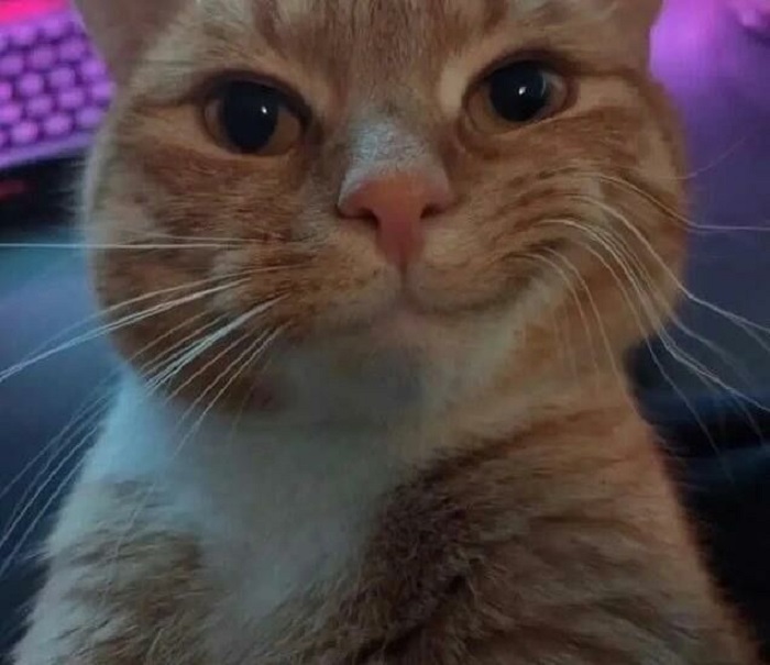 ảnh meme mèo cười đẹp