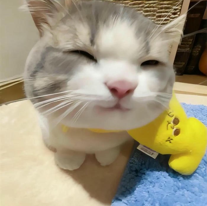 ảnh meme mèo cười hài