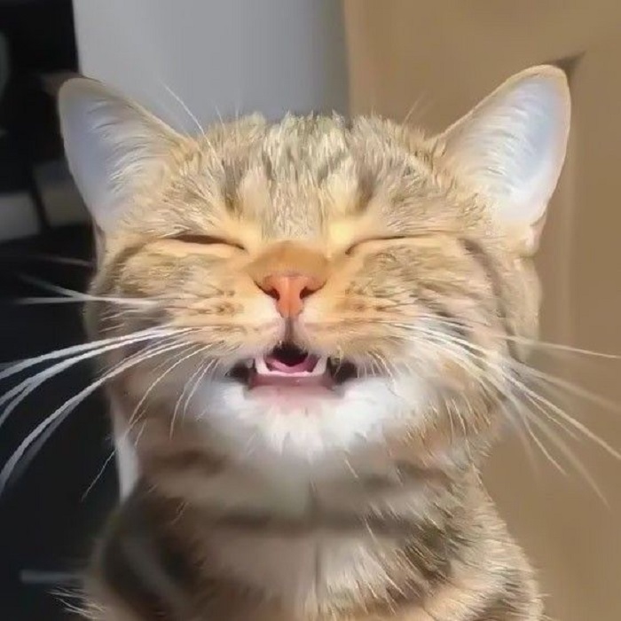 ảnh meme mèo cười nheo mắt
