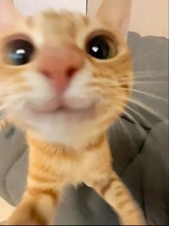 ảnh meme mèo cười siêu cute