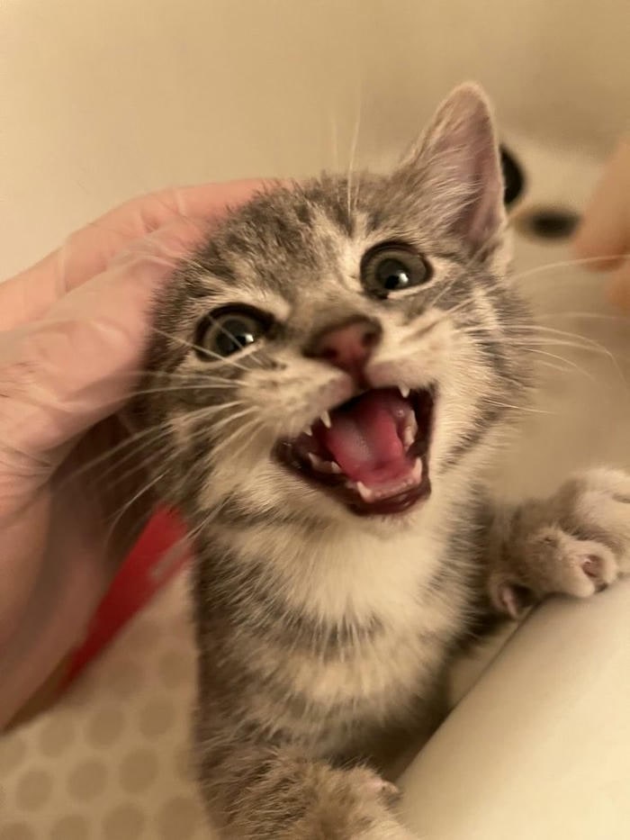 ảnh meme mèo cười