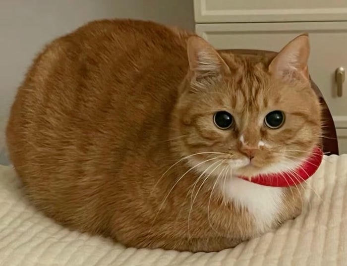 ảnh meme mèo cute cực đẹp