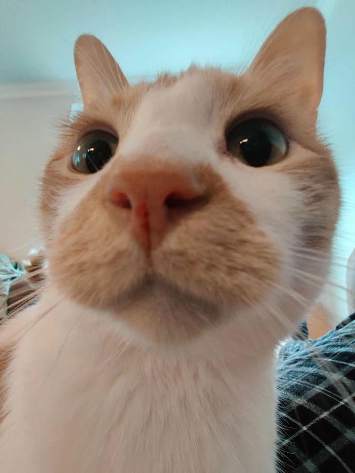 ảnh meme mèo cute đẹp