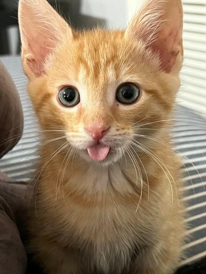 ảnh meme mèo cute hài hước