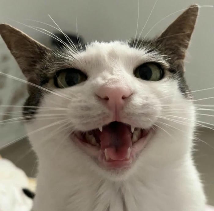 ảnh meme mèo cute hài nhất