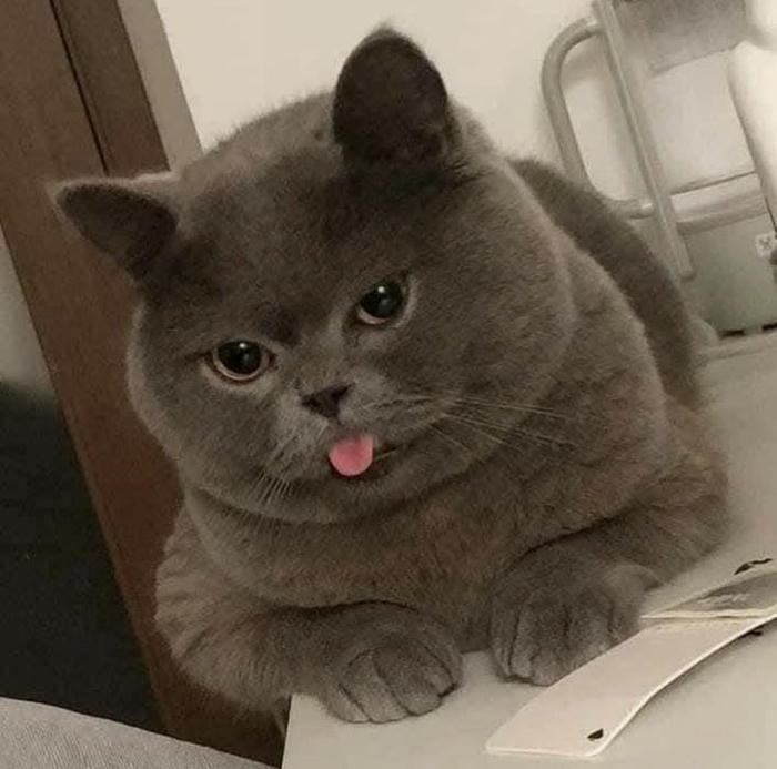 ảnh meme mèo cute hài