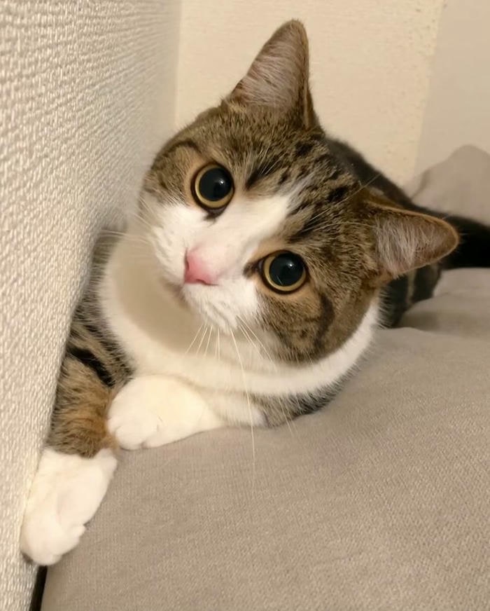 ảnh meme mèo cute siêu đẹp