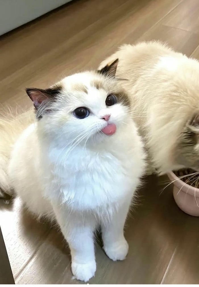 ảnh meme mèo cute siêu hài