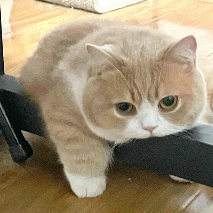 ảnh meme mèo cute