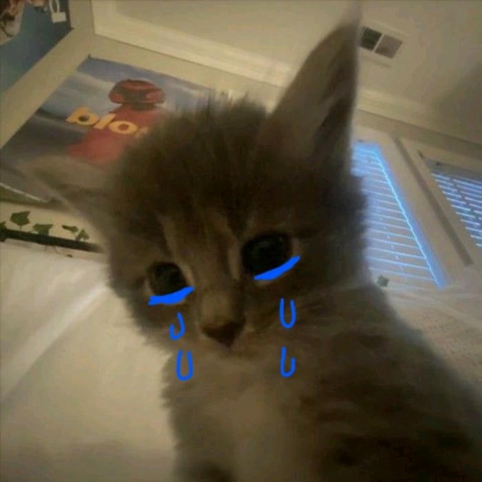 ảnh meme mèo khóc siêu buồn