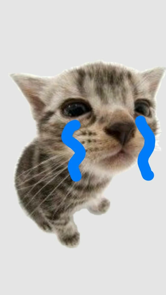 ảnh meme mèo khóc