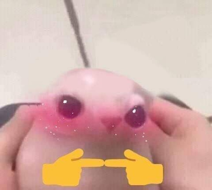 ảnh meme ngại bựa
