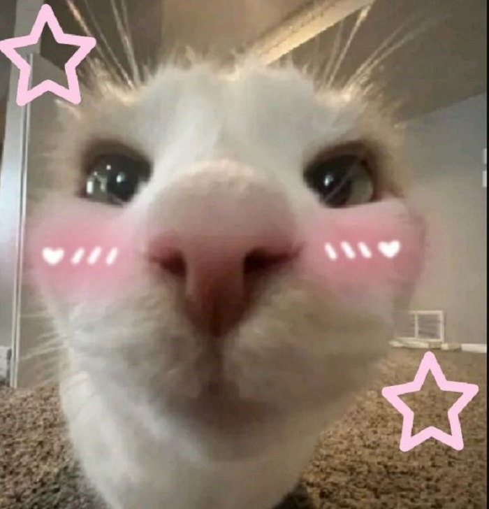 ảnh meme ngại cat