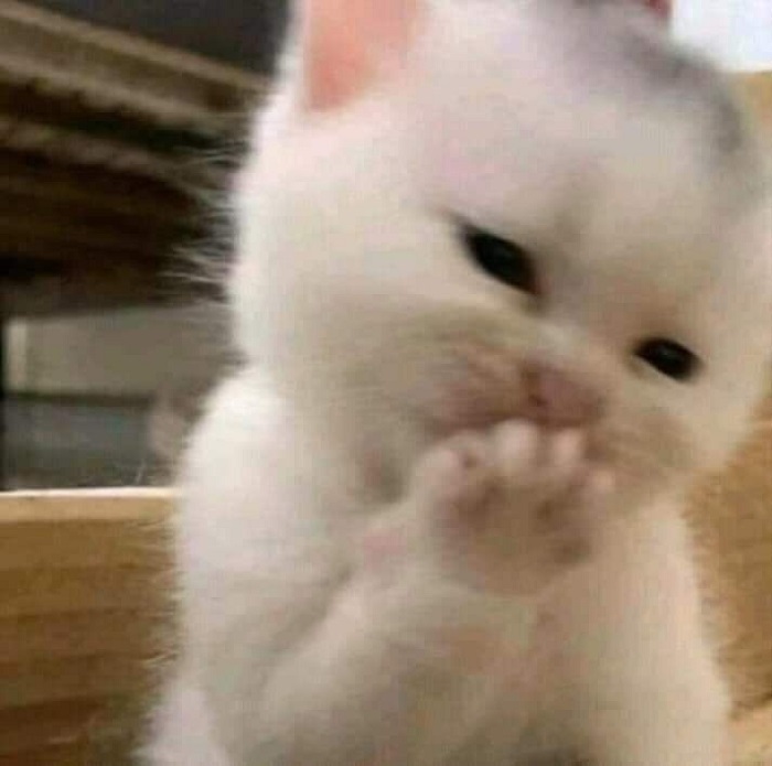 ảnh meme ngại mèo