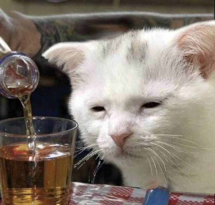 ảnh meme sad mèo cute