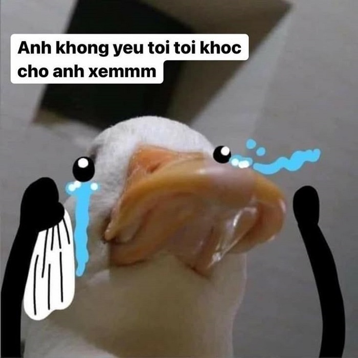 ảnh meme sad vịt
