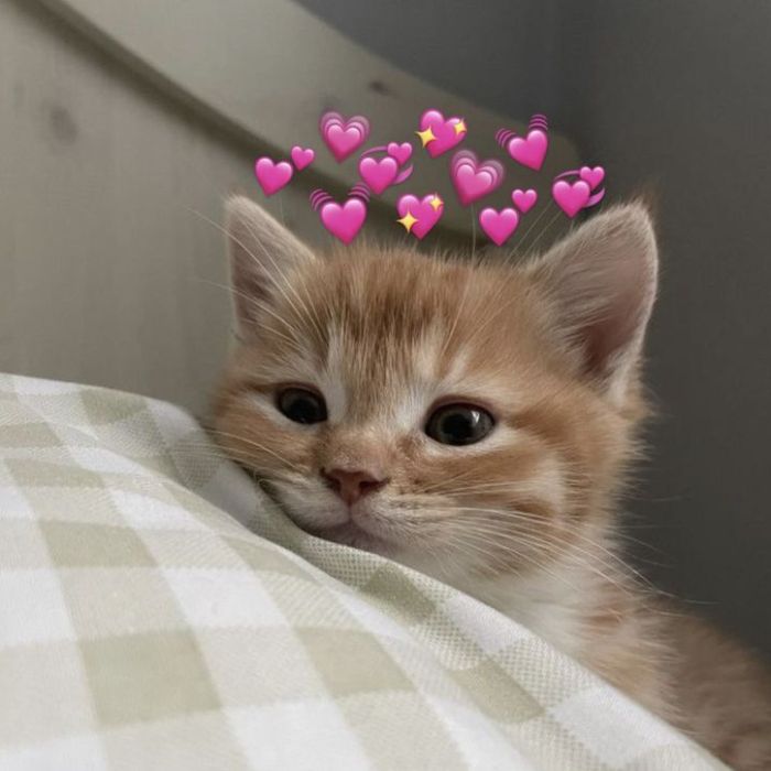 ảnh meme tình yêu cute nhất