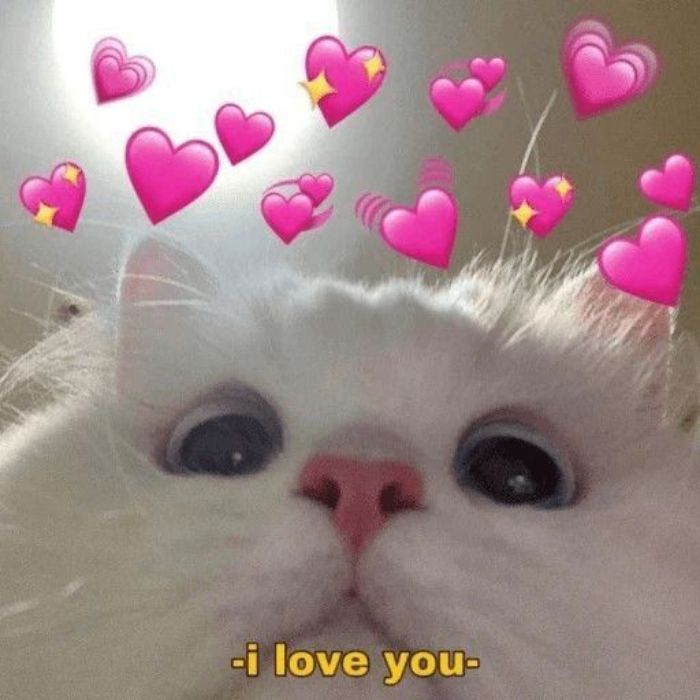 ảnh meme tình yêu cute