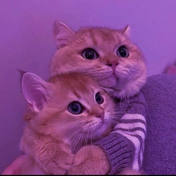 ảnh meme tình yêu mèo xinh