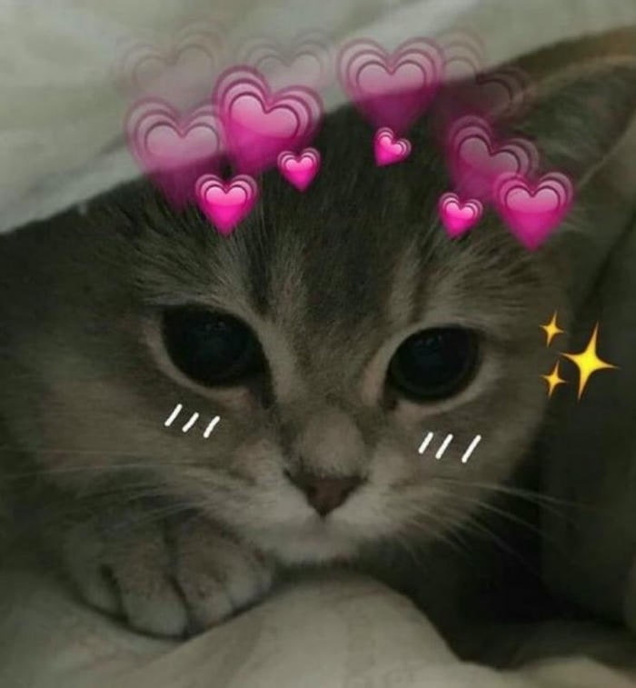 ảnh meme tình yêu mèo