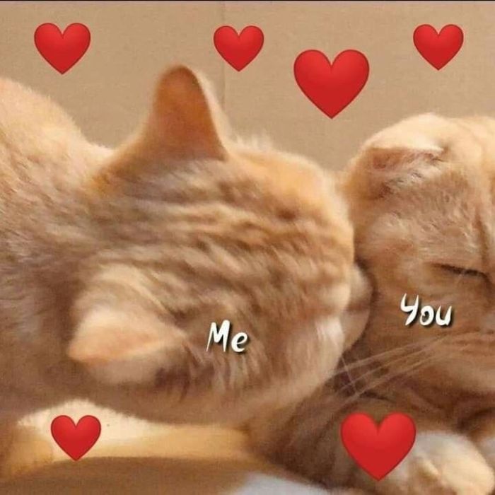 ảnh meme tình yêu siêu cute