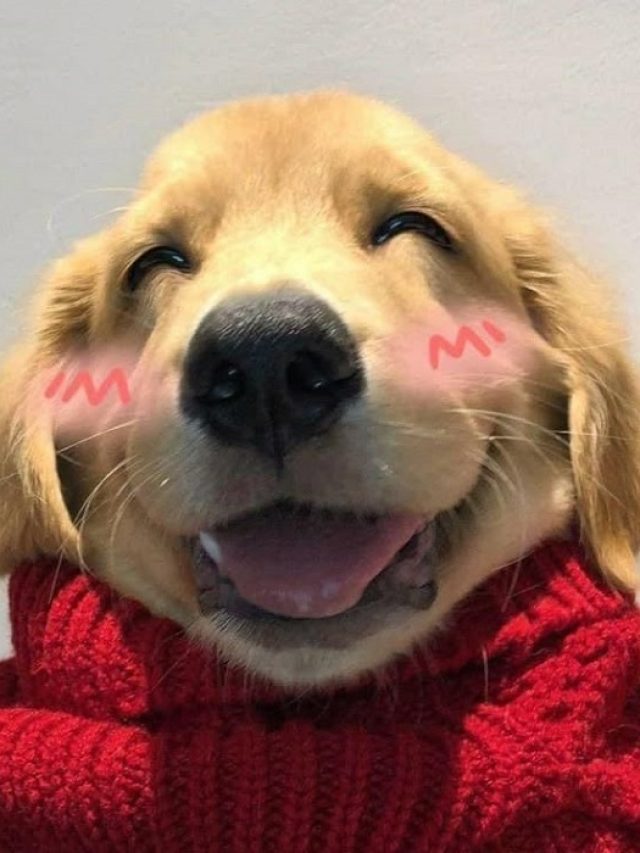 hình ảnh meme dog hài nhất