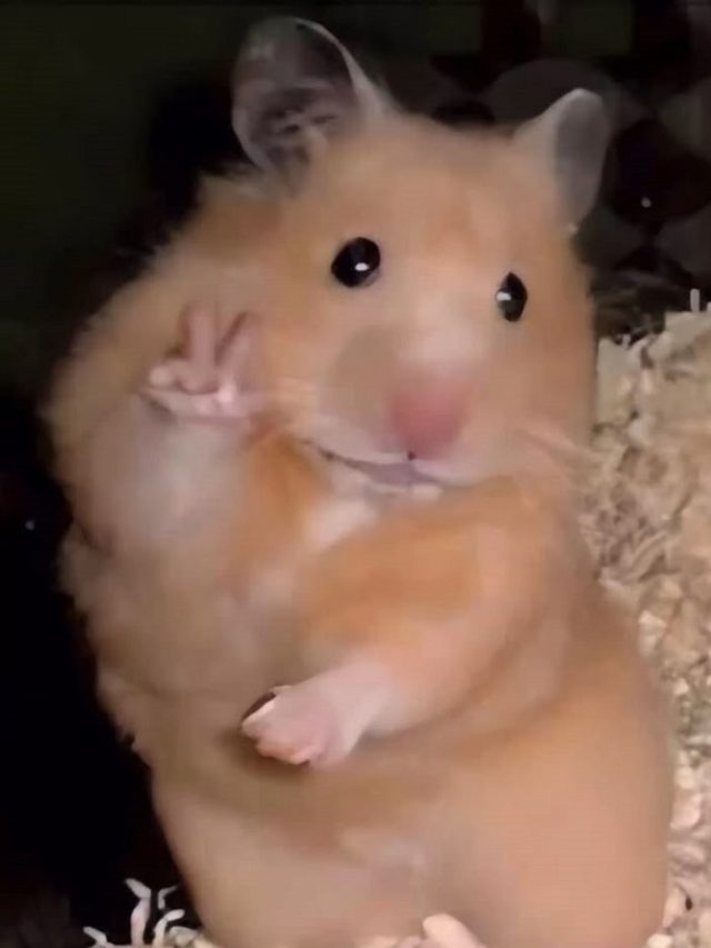 hình ảnh meme hamster dễ thương