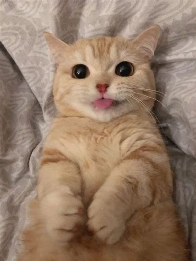 hình ảnh meme mèo cute siêu đẹp