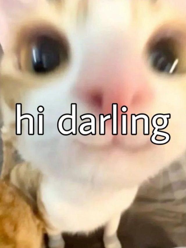 meme hello cực hài