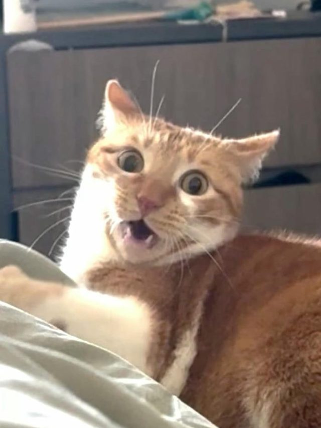meme mèo bựa hài