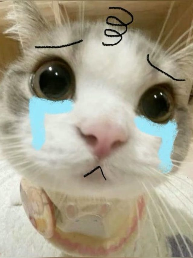 meme mèo khóc rầu rĩ