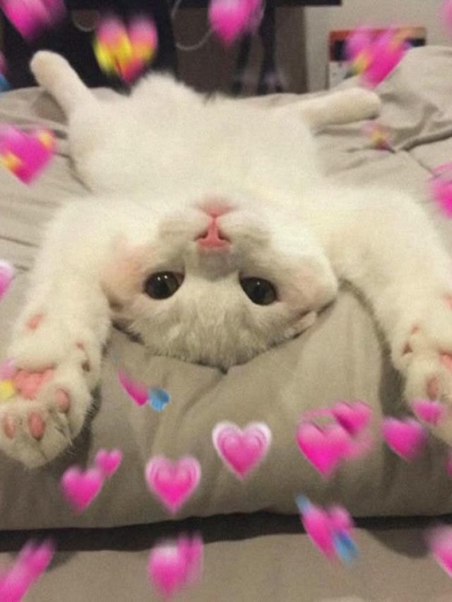 meme tình yêu cute