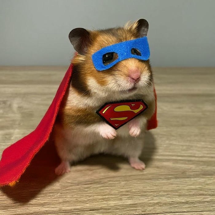 hình ảnh meme hamster đẹp