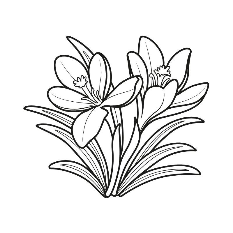 hình ảnh bông hoa tô màu