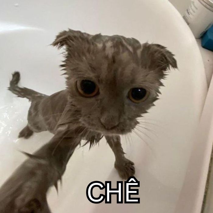 hình ảnh meme chê chế
