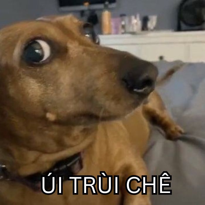 hình ảnh meme chê chó
