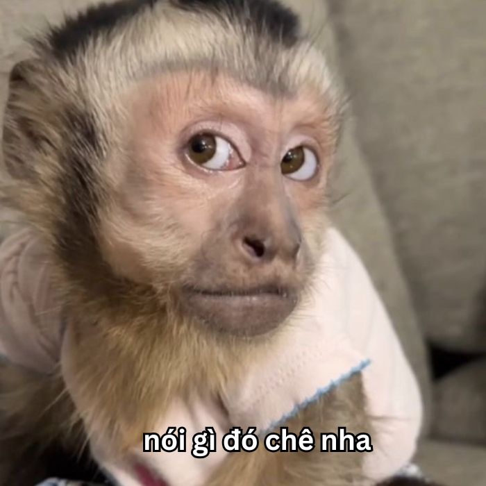hình ảnh meme chê hay nhất