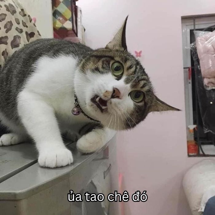 hình ảnh meme chê mèo bựa
