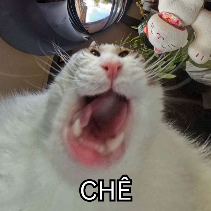 hình ảnh meme chê mèo chế