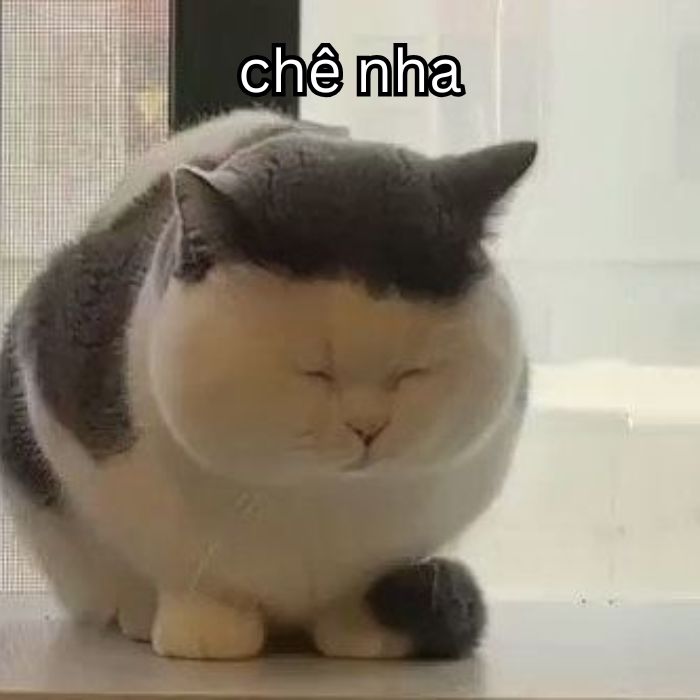 hình ảnh meme chê mèo hài