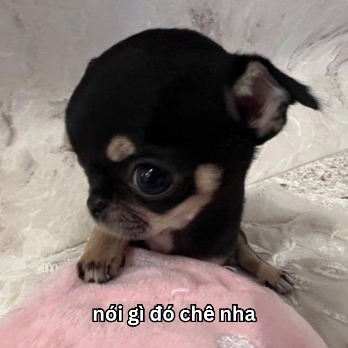 hình ảnh meme chê siêu hay