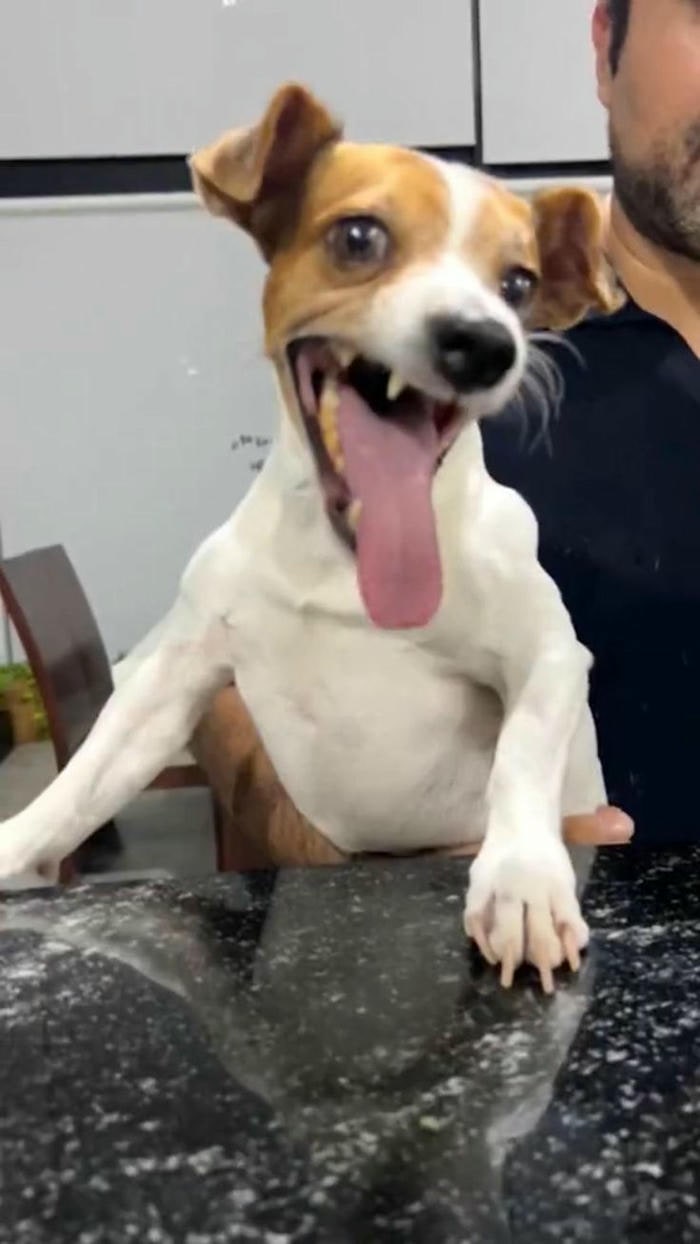 hình ảnh meme dog chế