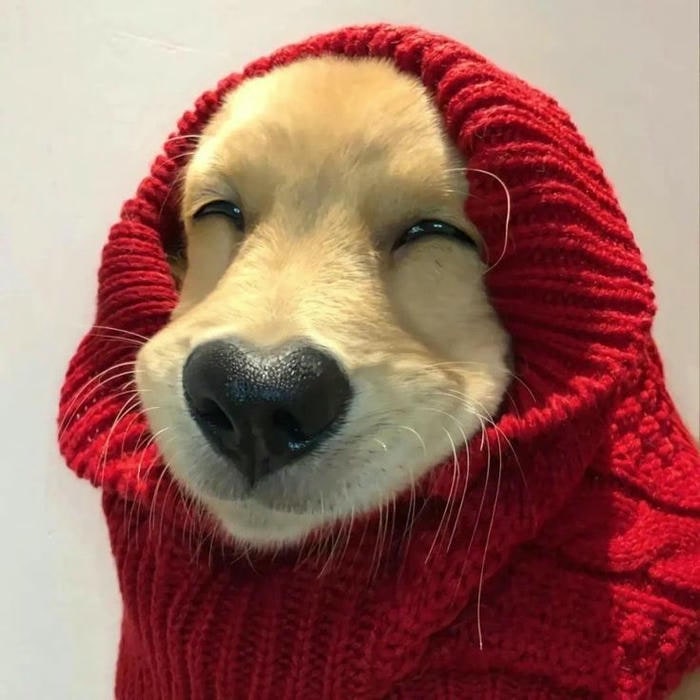 hình ảnh meme dog cực hài
