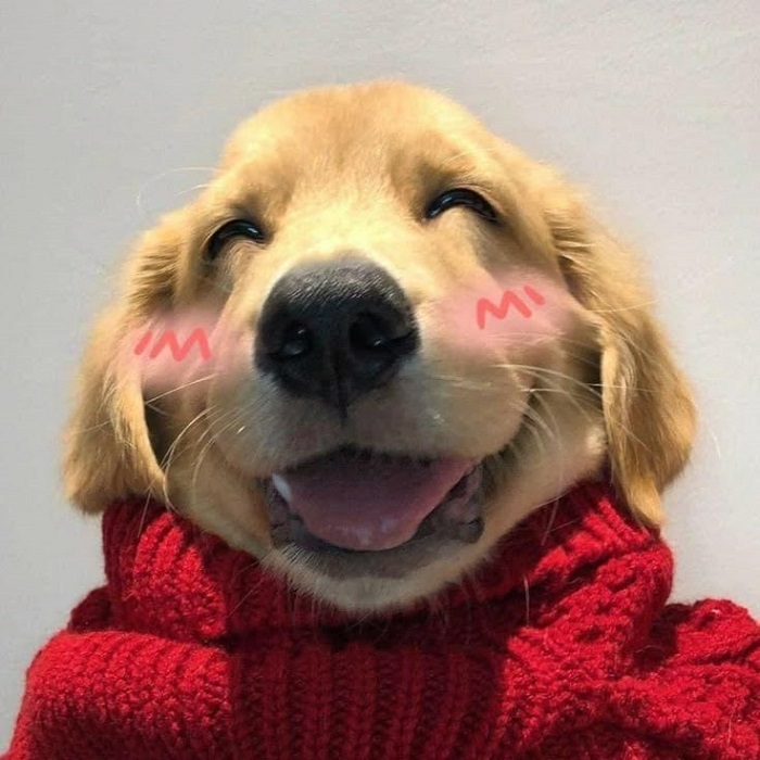 hình ảnh meme dog hài nhất
