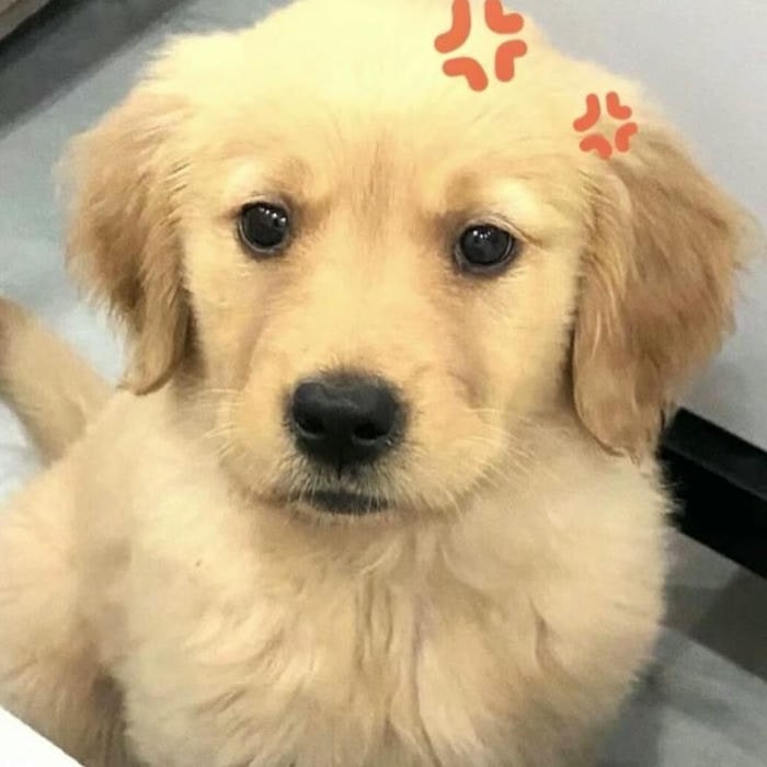 hình ảnh meme dog hài