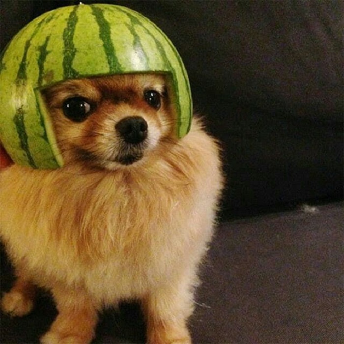 hình ảnh meme dog siêu hài