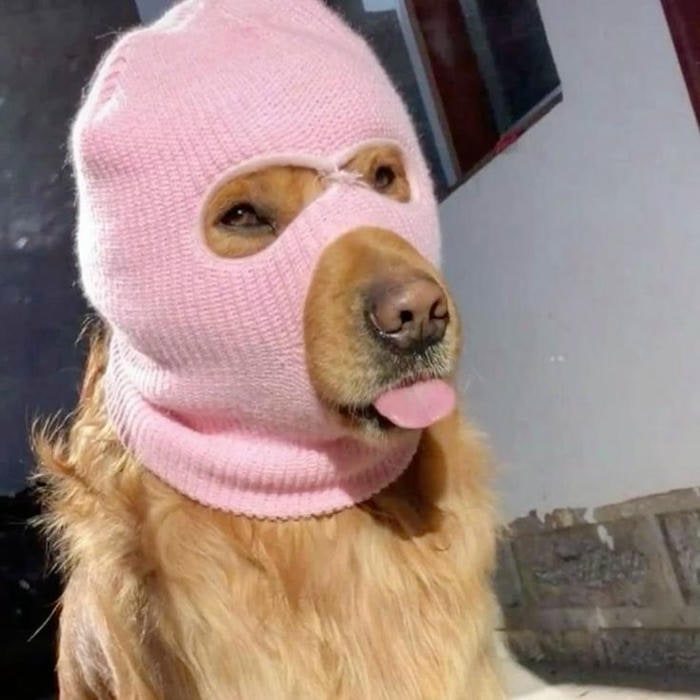 hình ảnh meme dog