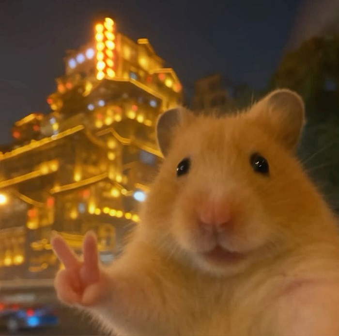 hình ảnh meme hamster cute xỉu