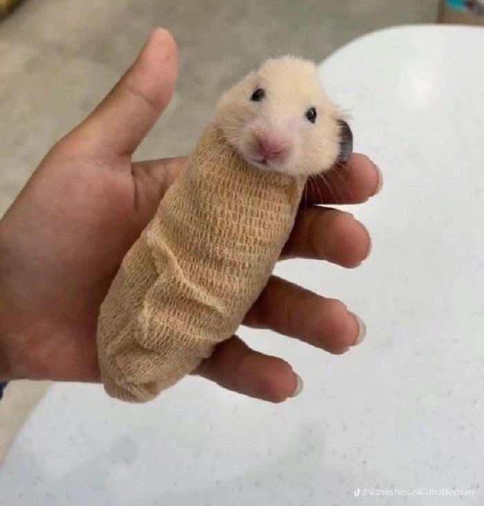 hình ảnh meme hamster cute