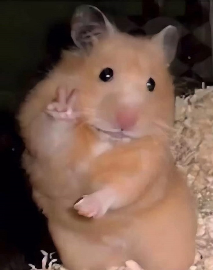 hình ảnh meme hamster dễ thương